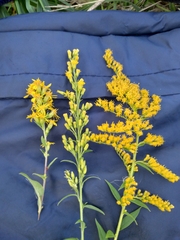 Solidago × niederederi