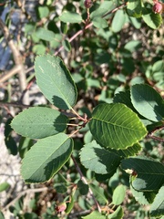 Amelanchier alnifolia