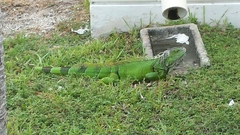 Iguana iguana