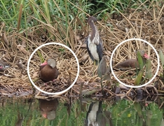 Dendrocygna autumnalis