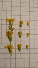 Solidago × niederederi