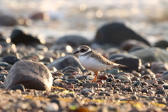 Charadrius hiaticula