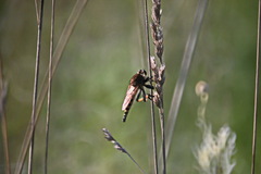 Promachus rufipes