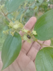 Attagenus fasciatus