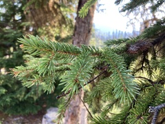 Picea glauca