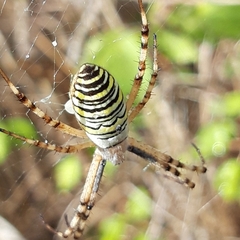 Argiope bruennichi