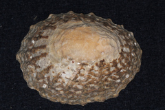 Cellana denticulata