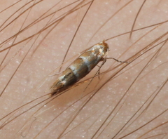 Cameraria ohridella