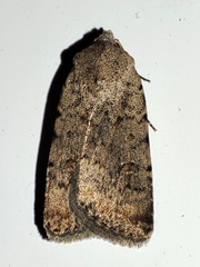 Caradrina