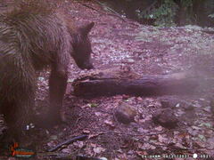 Ursus americanus machetes