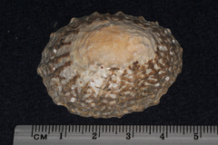 Cellana denticulata