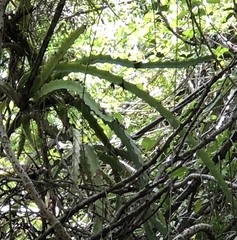 Selenicereus triangularis