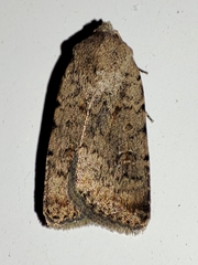 Caradrina