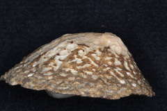 Cellana denticulata