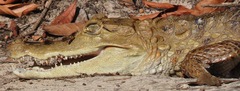 Caiman crocodilus