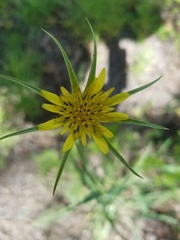 Tragopogon dubius