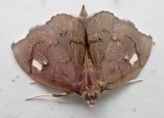 Perispasta caeculalis