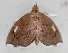 Perispasta caeculalis