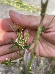 Chauliognathus pensylvanicus