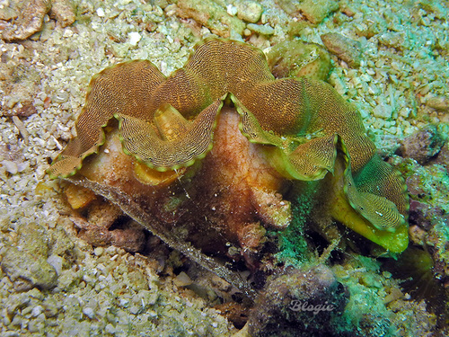 Fluted Giant Clam