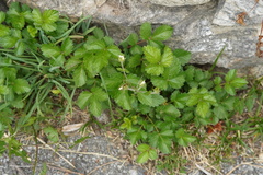 Drymocallis rupestris