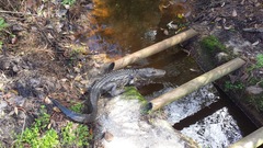 Alligator mississippiensis