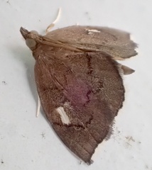 Perispasta caeculalis