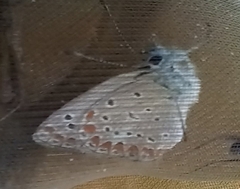 Polyommatus thersites