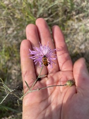 Chauliognathus pensylvanicus