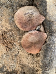 Fungi