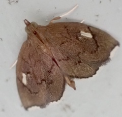 Perispasta caeculalis