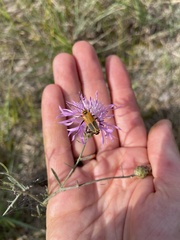 Chauliognathus pensylvanicus