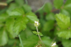 Drymocallis rupestris