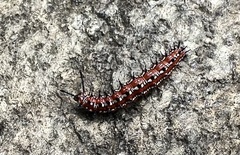 Euptoieta claudia