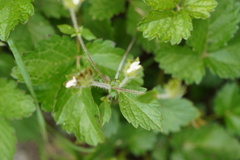 Drymocallis rupestris