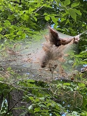 Hyphantria cunea