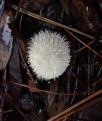 Lycoperdon pulcherrimum
