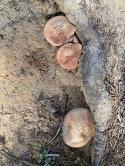 Fungi