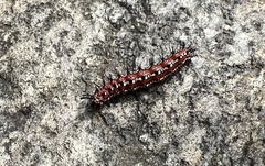 Euptoieta claudia