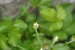 Drymocallis rupestris