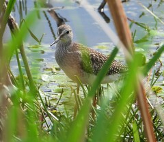 Tringa flavipes