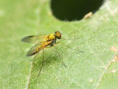 Chrysopilus