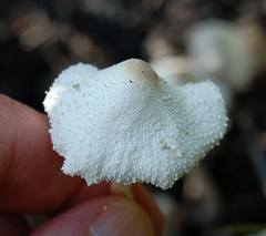 Leucocoprinus