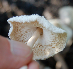 Leucocoprinus