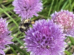 Bombus flavifrons