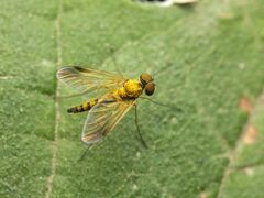 Chrysopilus