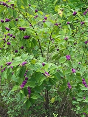 Callicarpa americana