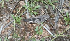 Oedipodinae