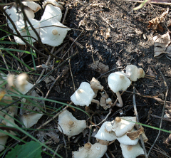 Leucocoprinus
