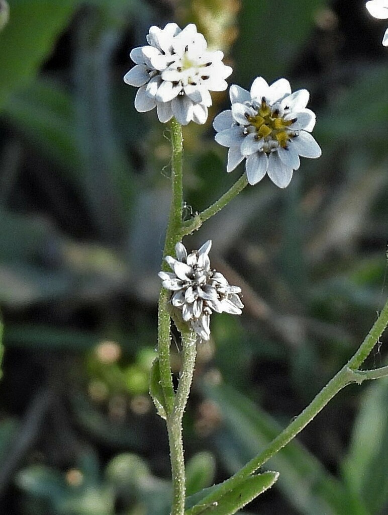 Holocheilus hieracioides